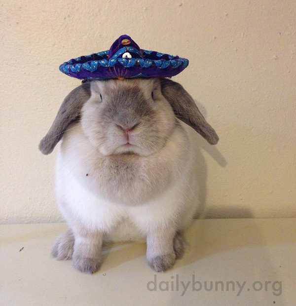 Bunny-Can-Rock-a-Tiny-Sombrero.jpg