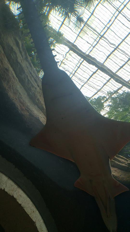 Dallas - Aquarium 2.jpg