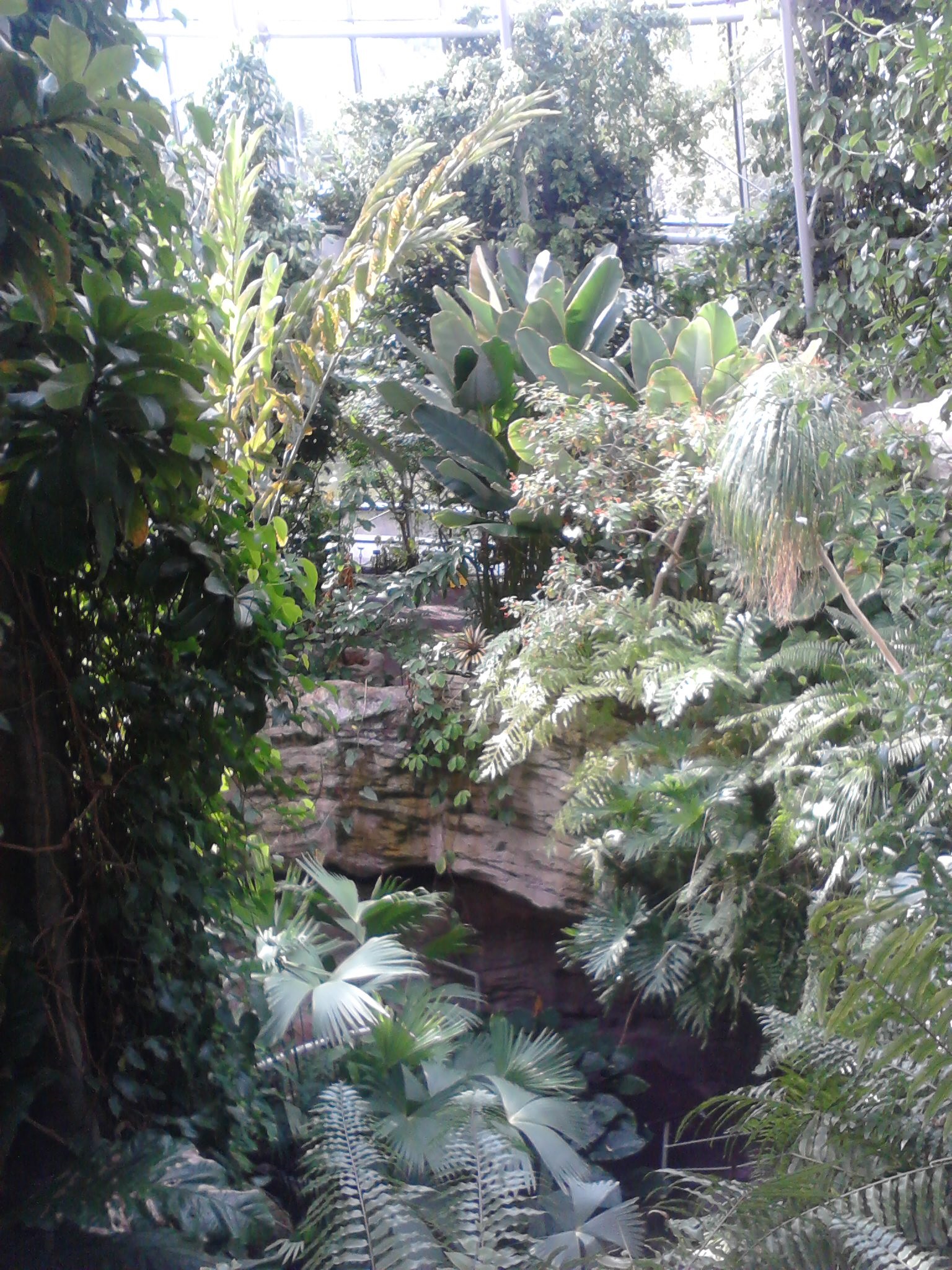 Houston museum - butterfly garden.jpg