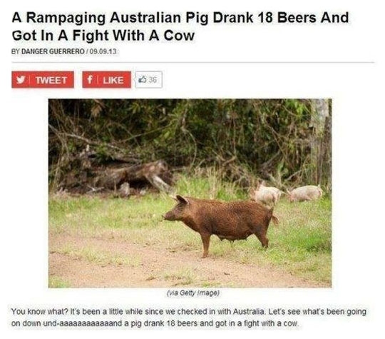 -pig-beer-cow.jpg