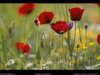 petra-poppies-525137-sw.jpg