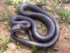 Black Rat Snake Wilson.jpg