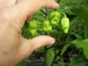 bhuts1.jpg