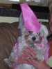 bella princess 2010 002.jpg