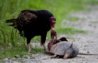 turkey-vulture-1030.jpg