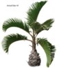 palm tree.jpg