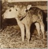 two-headed-calf.jpg