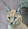 caracal.jpg