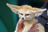 800px-10_Month_Old_Fennec_Fox.jpg