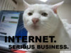 internet-serious-business-cat.jpg