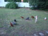 cam & chickens2.jpg