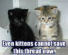 kittens.jpeg