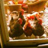 chicken visitors.jpg