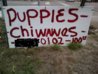 Chiwawa sign- paint.jpg