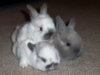 leap_bunnies_rer-130.jpg