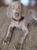 Weimaraner-puppies-10.jpg