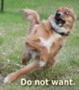 do not want dog.jpg