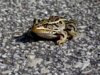 leopard_frog_lax_marsh_trail.jpg