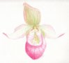 Cypripedium_orchid_Como_Conservatory_Oct_16_2012_small.jpg