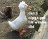 weave duck.jpg