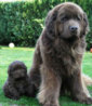 newfie puppy.jpg