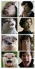 Otters-Who-Look-Like-Benedict-Cumberbatch1.jpg