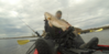 dec 22 2013 31inch redfish choupique.png