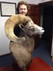 sheepmount2.jpg